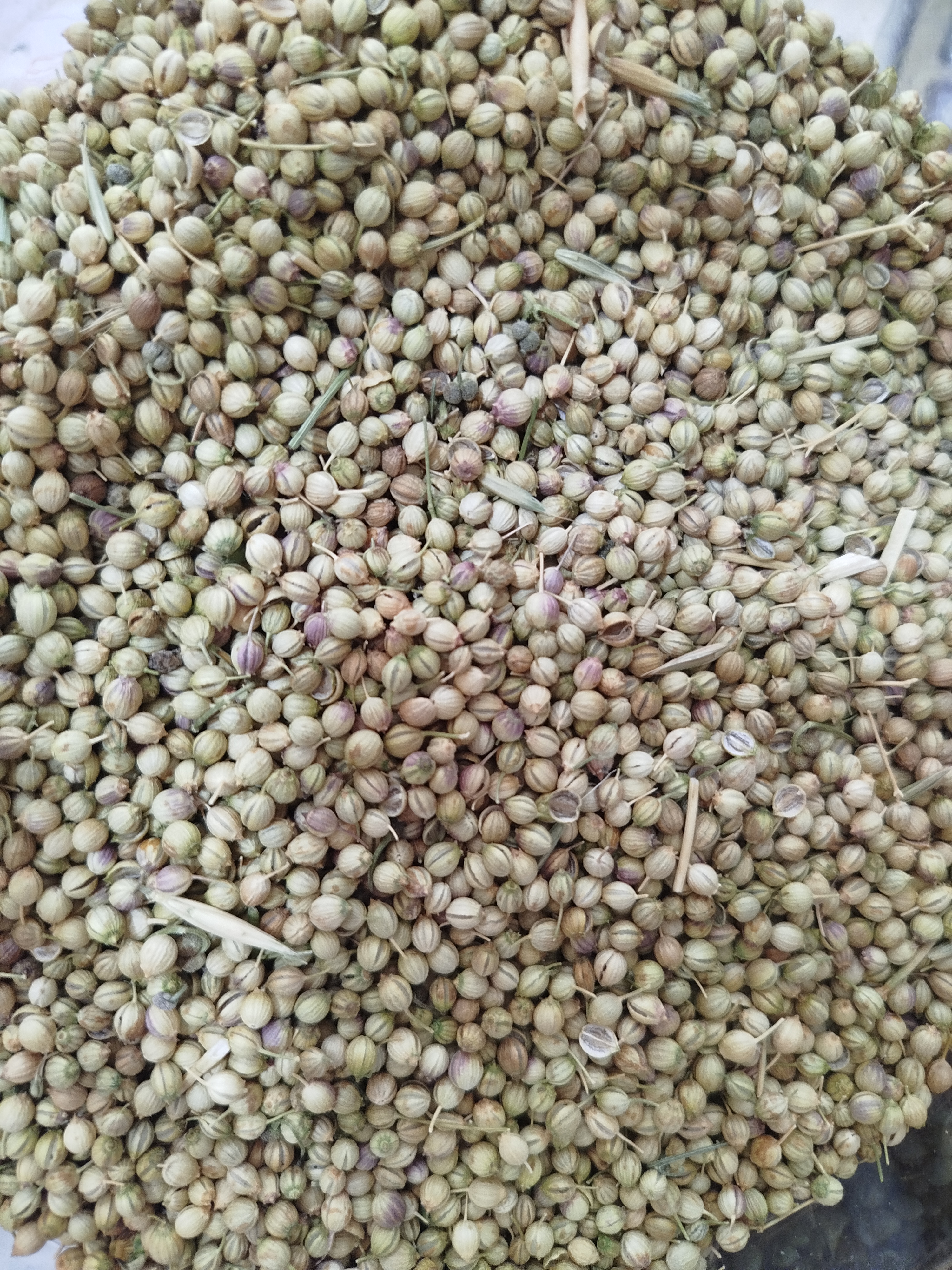 بذر (تخم) گشنیز